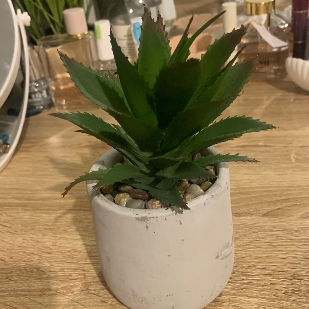 Clay potted plant with stones